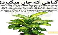 دیفن باخیا؛ سمی ترین گیاه آپارتمانی